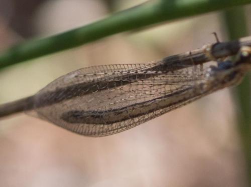Réf. 285 721 : Macronemurus appendiculatus